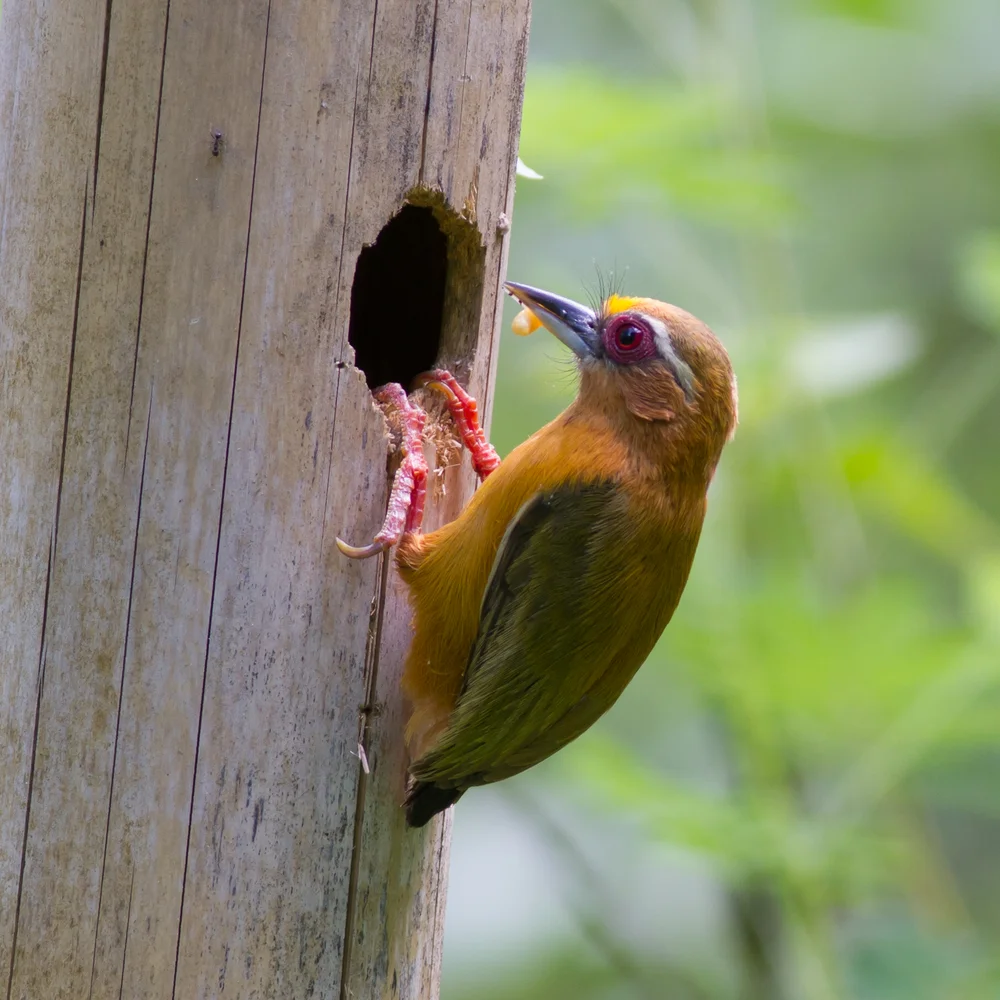 Afrikanischer Zwergspecht (Sasia africana)