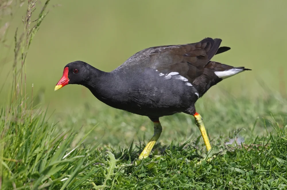 Afrikanisches Teichhuhn (Jacana spinosa)