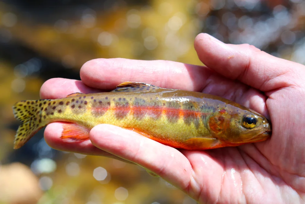 Aguabonita-Forelle (Oncorhynchus aguabonita)