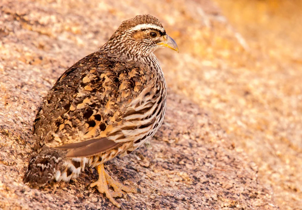 Ahanta-Frankolin (Pternistis ahantensis)