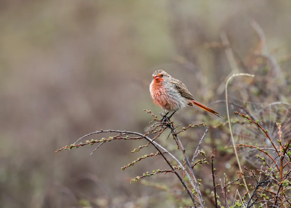 Alaschan-Grasmücke (Phoenicurus alaschanicus)