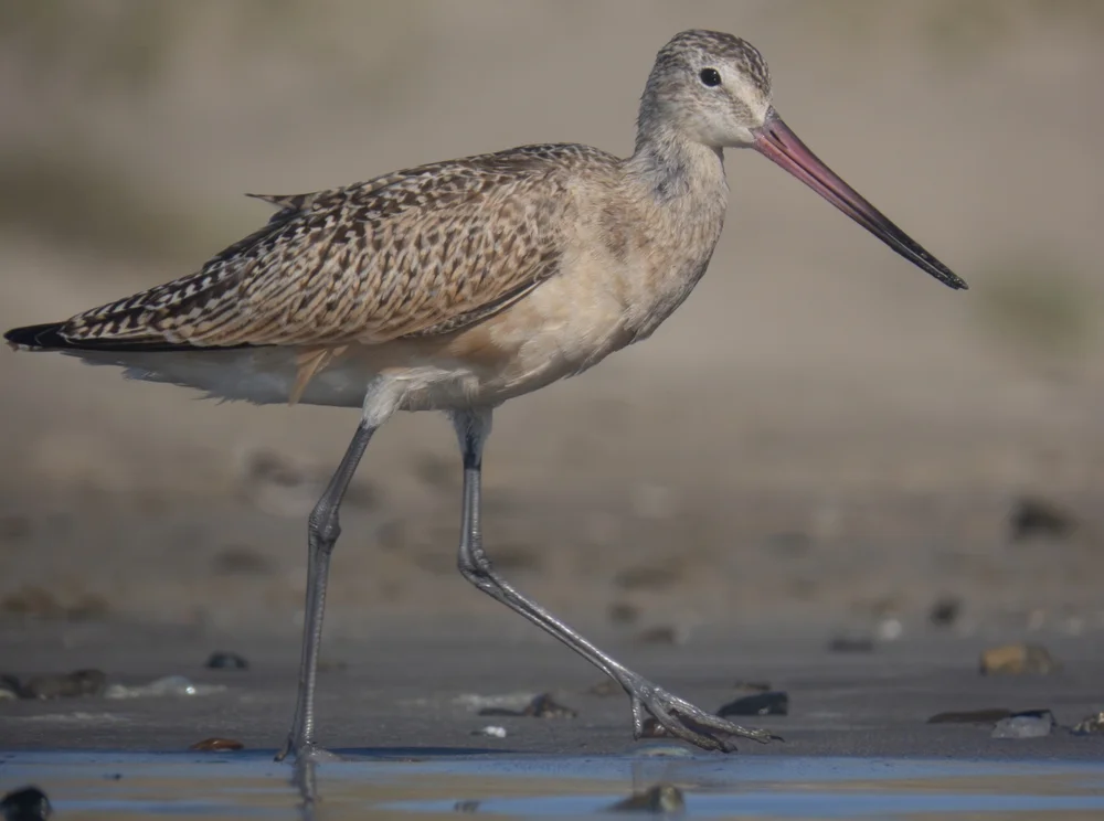 Alaska-Uferschnepfe (Limosa fedoa)