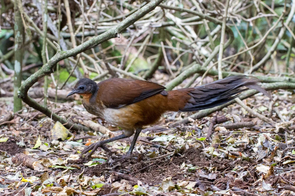 Albert-Lyrebird (Menura alberti)