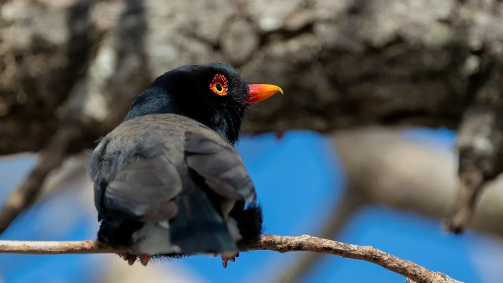 Alberts Helmschnäpper (Prionodura newtoniana)