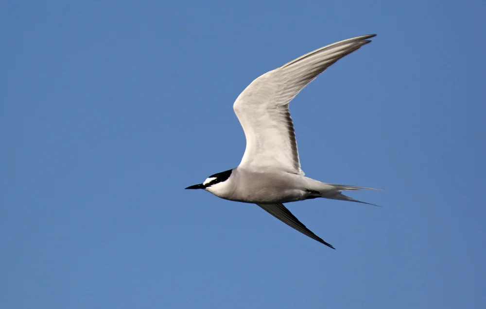 Aleuten-Zügelseeschwalbe (Onychoprion aleuticus)