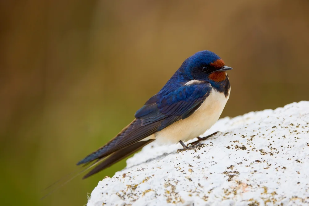 Algerische Schwalbe (Hirundo perdita)