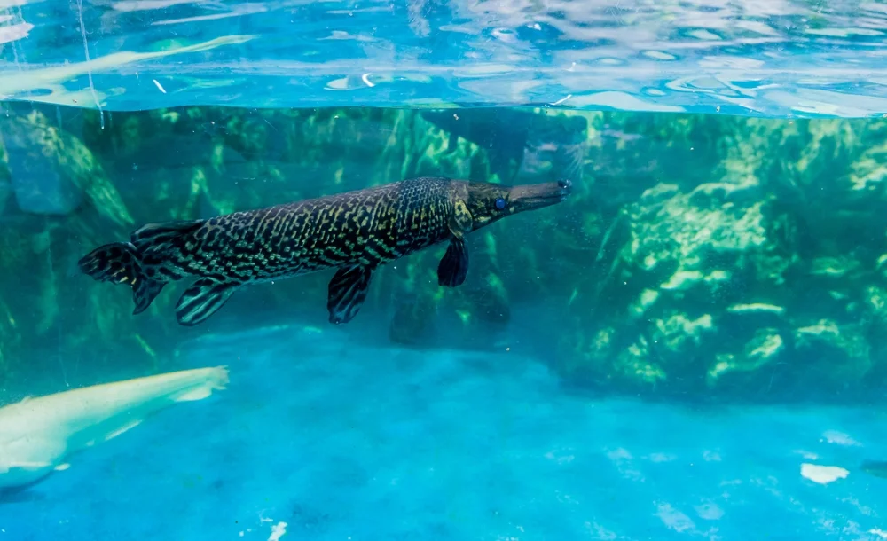 Alligatorgars (Atractosteus spatula)