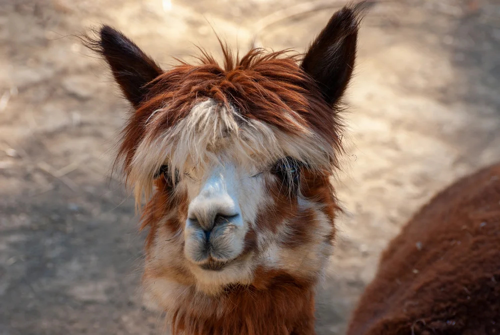 Alpaka