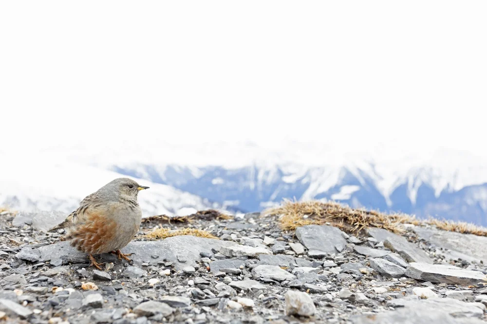 Alpen-Braunelle (Prunella collaris)