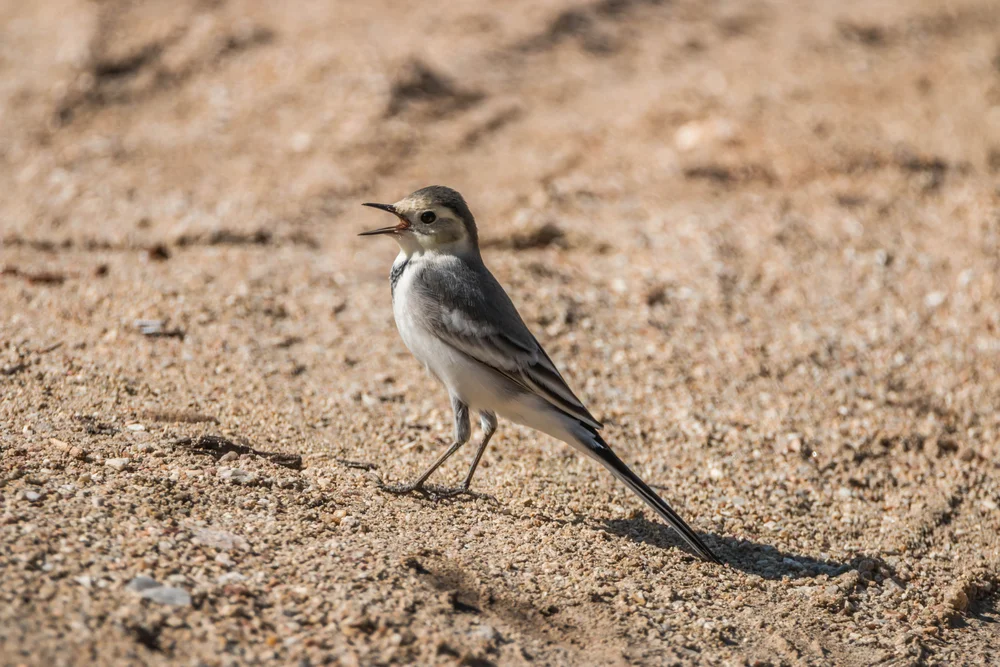 Alpen-Steinschmätzer (Muscisaxicola alpinus)