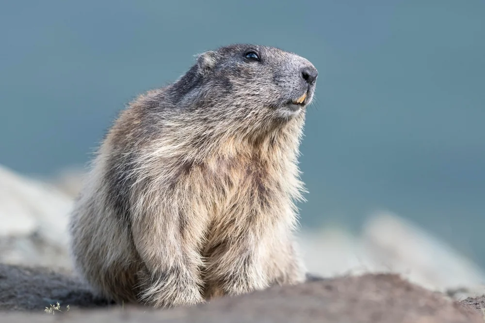 Alpenmurmeltier