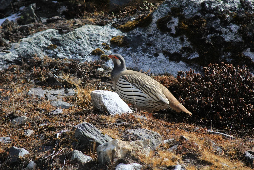 Altai-Schneehuhn (tetraogallus altaicus)