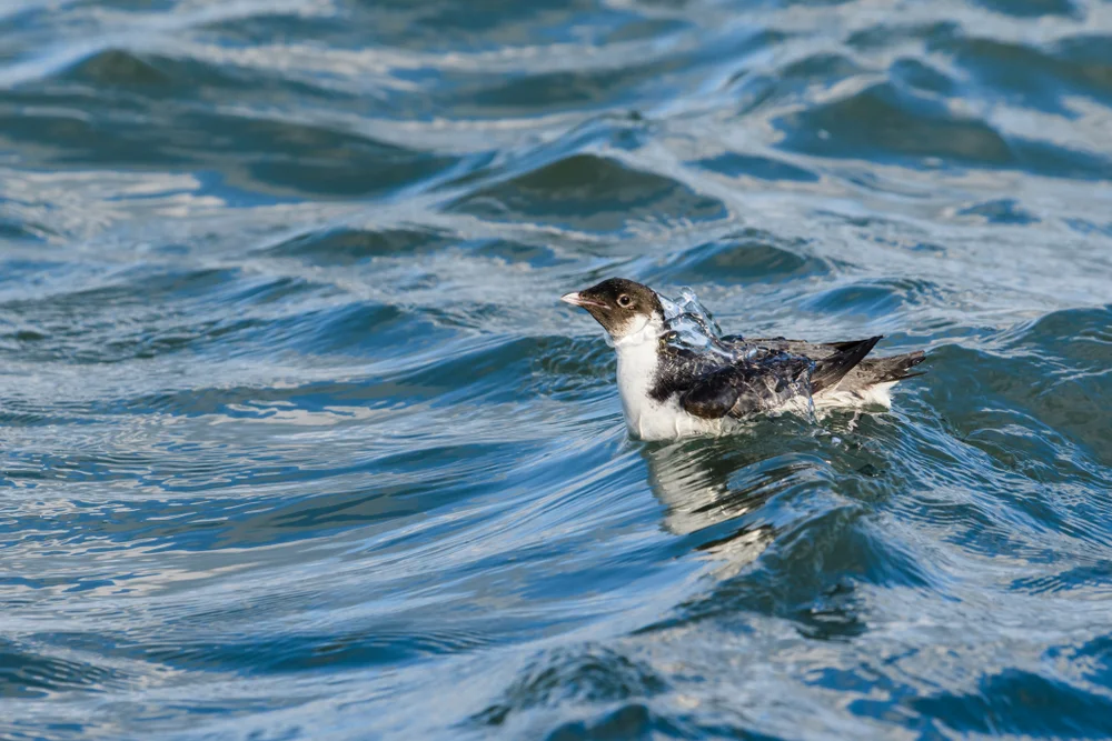 Alte Sturmschwalbe (Synthliboramphus antiquus)