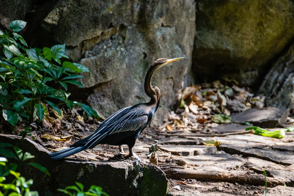 Altwelt-Schlangenhalsvogel