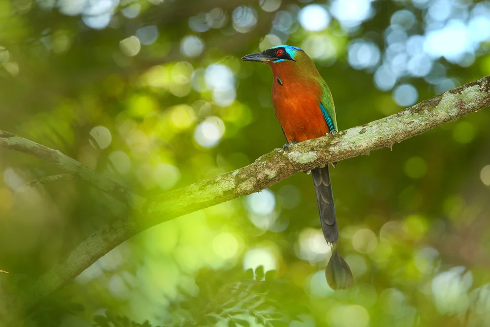 Amazonas-Motmot (Momotus momota)
