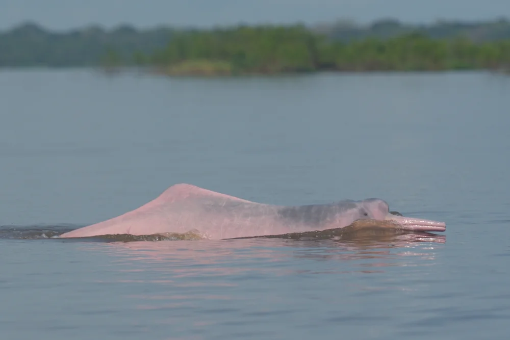 Amazonasdelfin