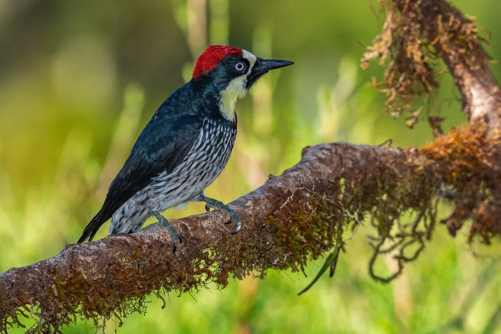 Ameisenspecht (Melanerpes formicivorus)