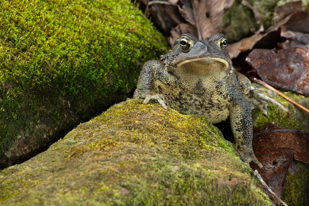 Amerikanische Kröte