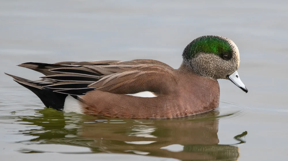 Amerikanische Pfeifente