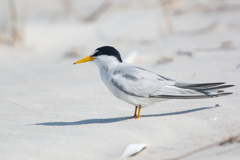 Amerikanische Zwergseeschwalbe (Sternule antillarum)