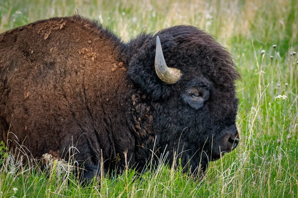 Amerikanischer Bison