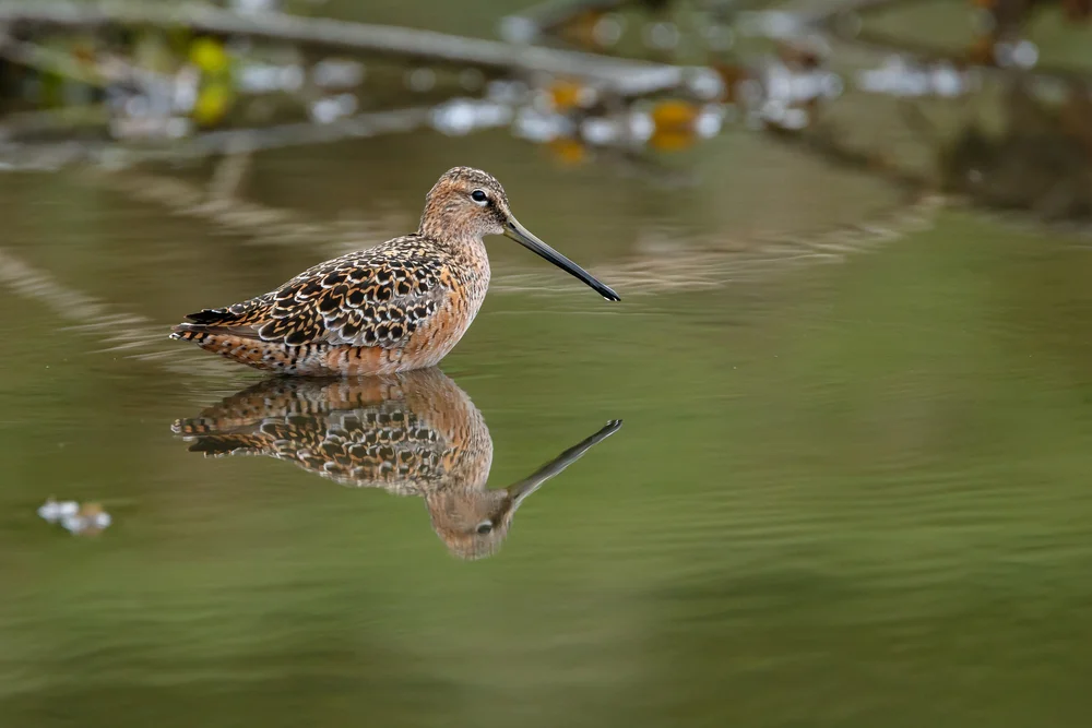 Amerikanischer Schnepfenstrandläufer (Limnodromus scolopaceus)