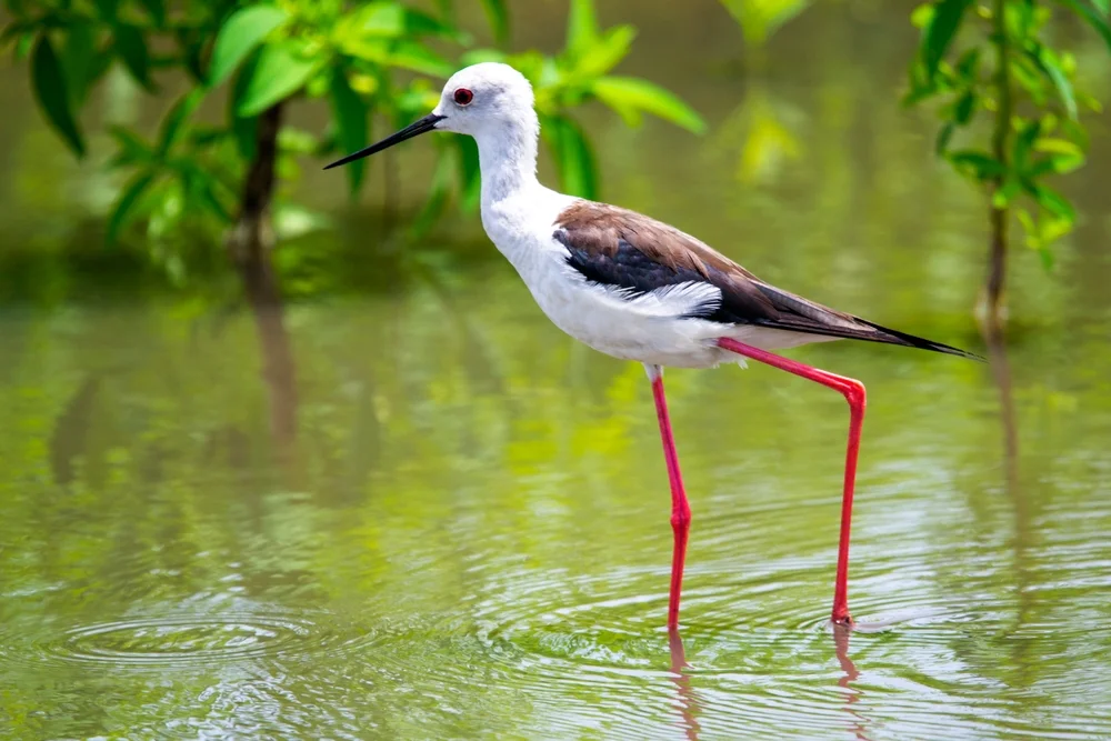 Amerikanischer Stelzenläufer (Himantopus mexicanus)