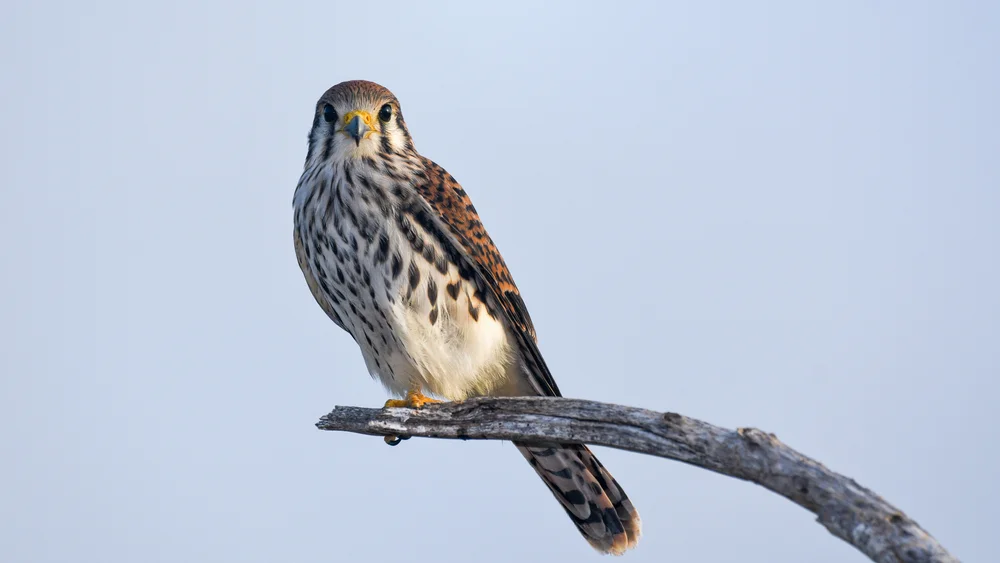 Amerikanischer Turmfalke (Falco sparverius)