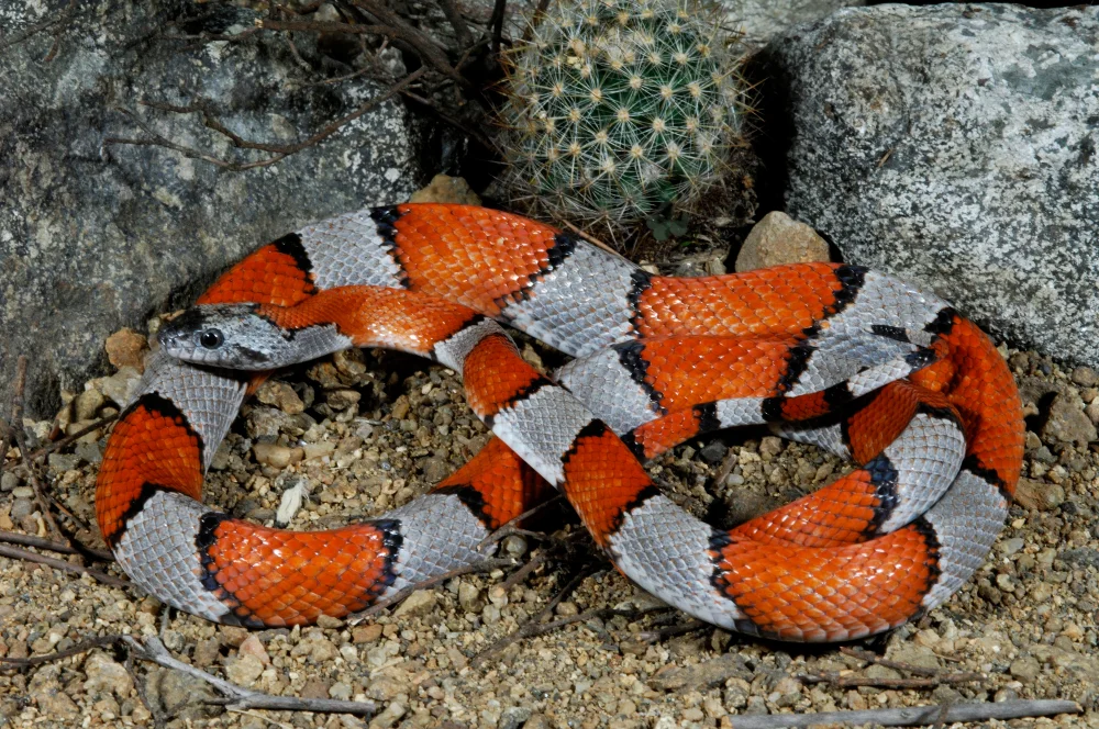 Amethystelfe (Lampornis amethystinus)