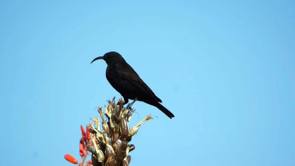 Amethystglanz-Nektarvogel (Chalcomitra amethystina)