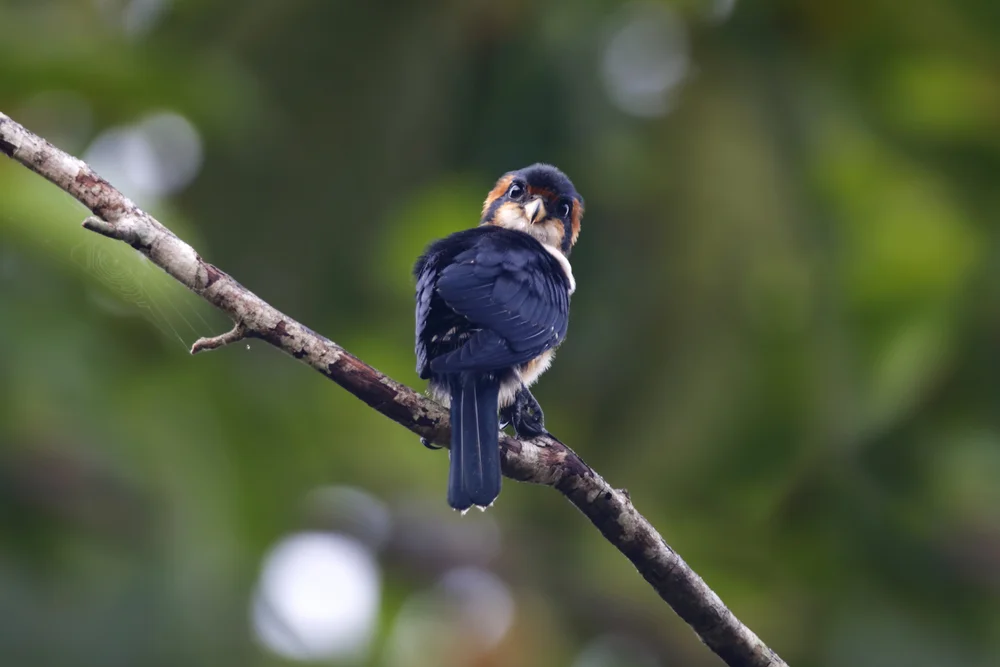 Amselfalke (Microhierax fringillarius)