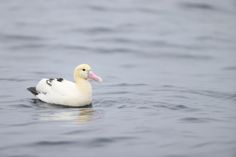 Amsterdam-Albatros (Diomedea amsterdamensis)