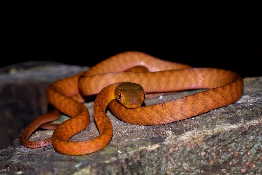 Andamanen-Katzenotter (Boiga andamanensis)