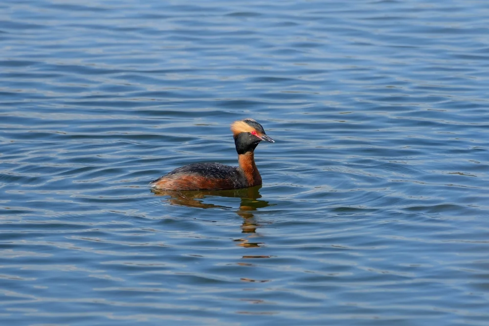 Anden-Lappentaucher (Podiceps andinus)