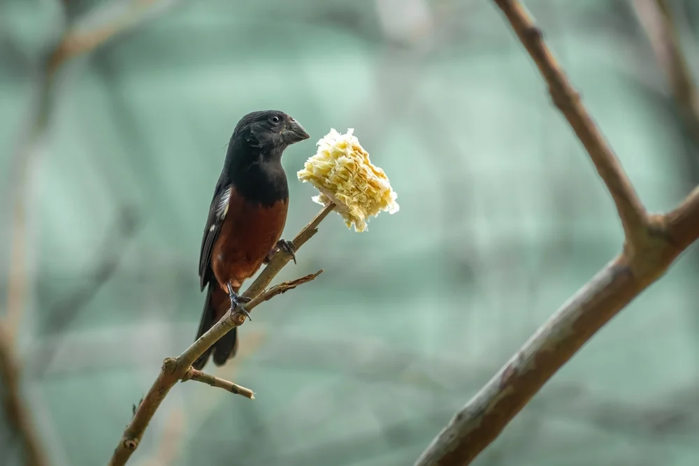 Angola-Reisammer (Oryzoborus angolensis)