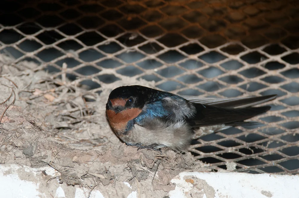Angola Schwalbe (Hirundo angolensis)
