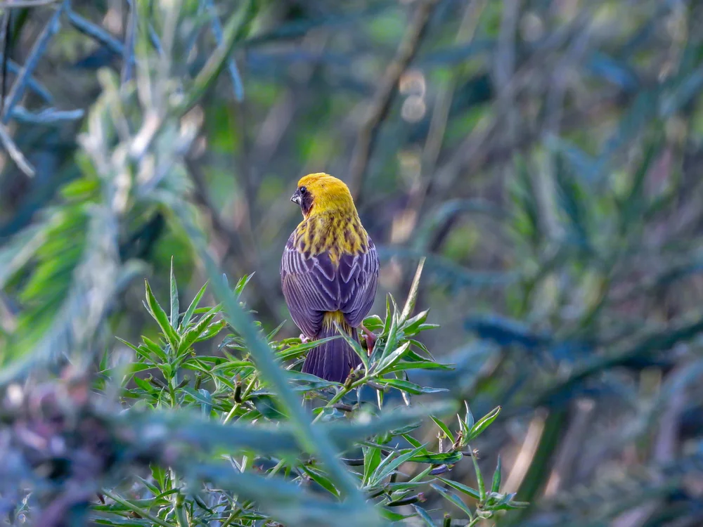 Angola-Weber (Ploceus angolensis)