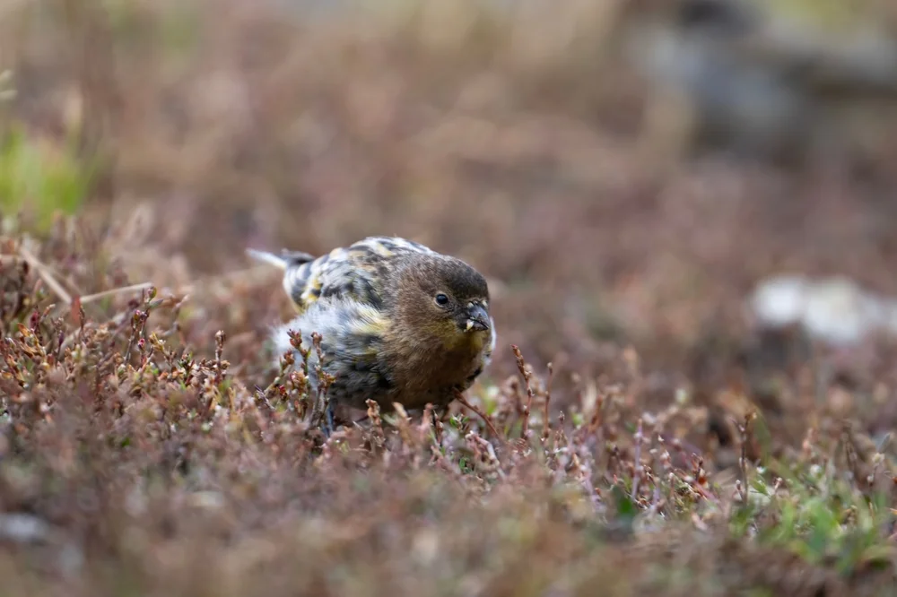 Ankobergirlitz (Serinus ankoberensis)