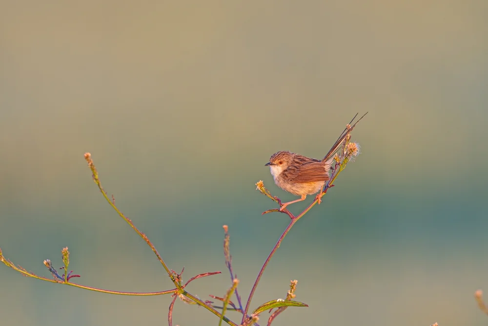 Anmutiger Fächerschwanz (Rhipidura lepida)