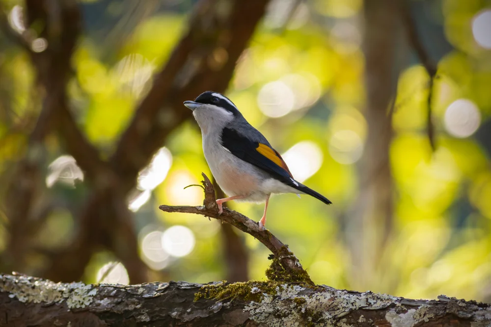 Annam-Schattenammer (Pteruthius aeralatus annamensis)