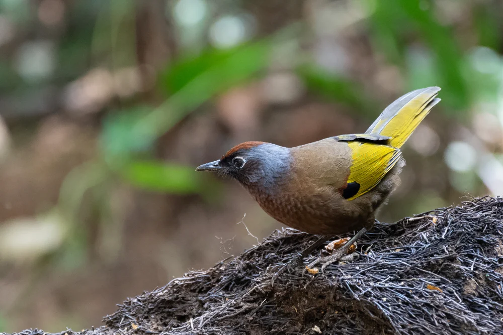 Annamschuppentimalie (Schönschuppentimalie)