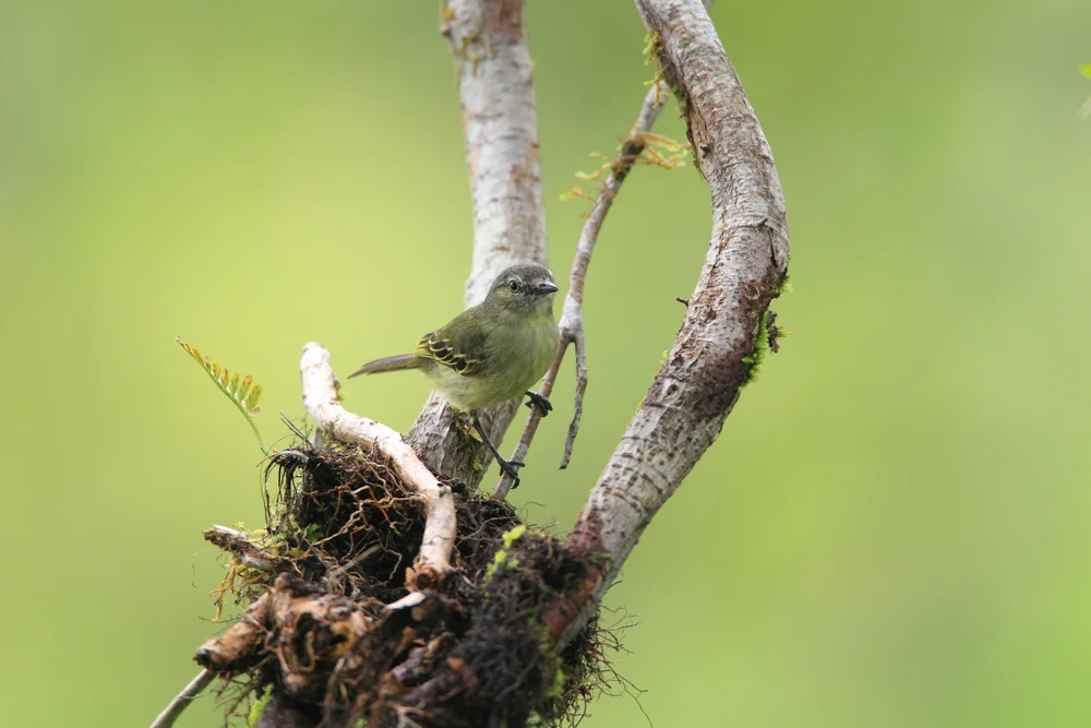 Anomaler Brillenvogel (Zimmerius chrysops)