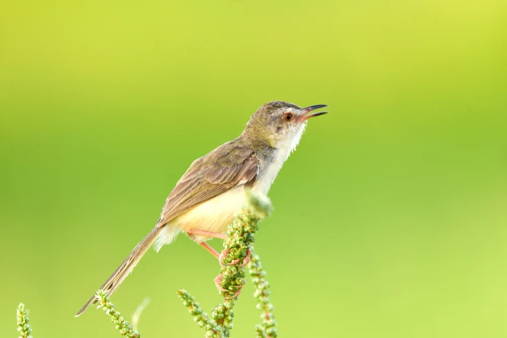 Anonymer Cistensänger (Cisticola anonymus)