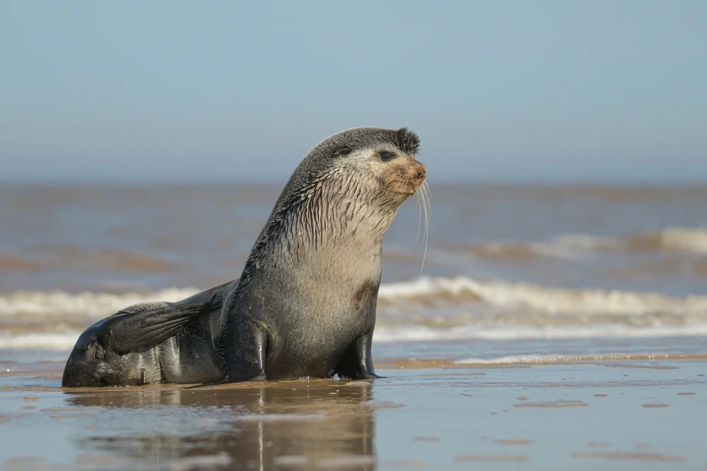 Antarktische Pelzrobbe