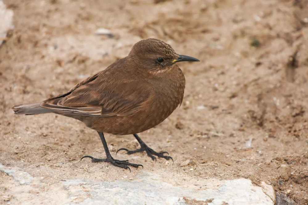 Antarktischer Uferwipper (Cinclodes antarcticus)