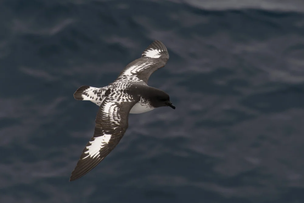 Antarktisseeschwalbe (Thalassoica antarctica)