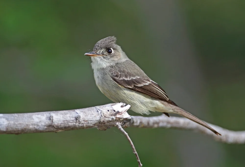 Antillen-Pibí (Contopus caribaeus)