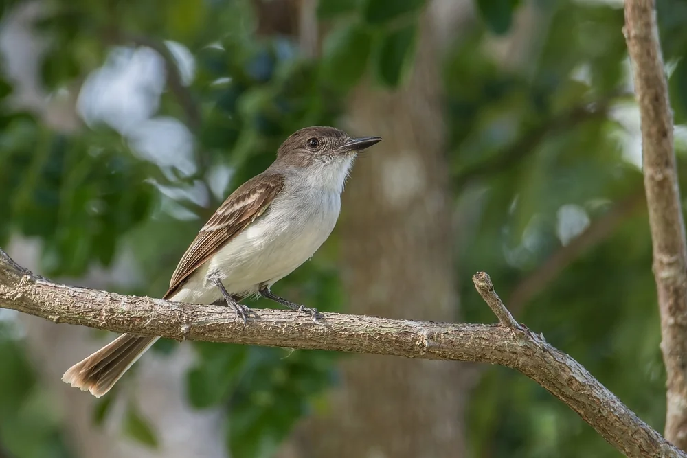 Antillen-Tyranne (Myiarchus antillarum)