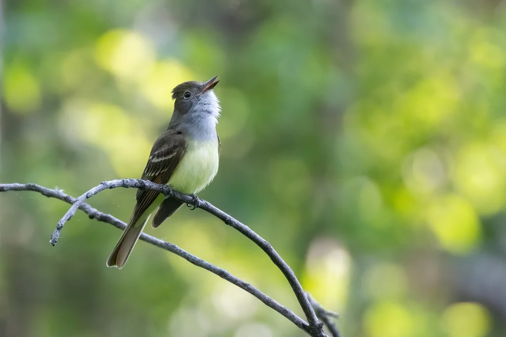 Apikaltyranne (Myiarchus apicalis)