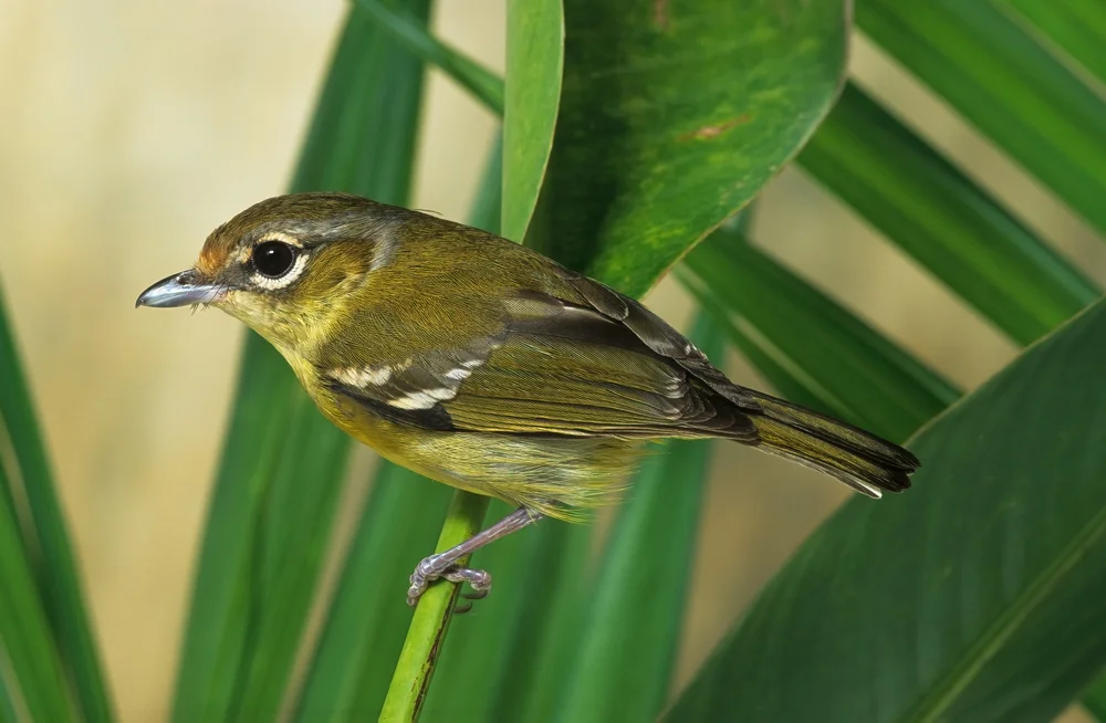 Apperts Bulbul (Vireolanius pulchellus)